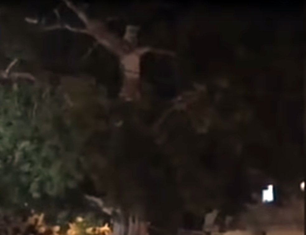 Prekršili zabranu da se mole Isusu koji se ukazao na drvetu (VIDEO)